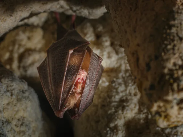 Chauve-souris au repos dans une cavité souterraine, observée lors d’un suivi environnemental.