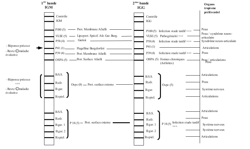 La signification des bandes