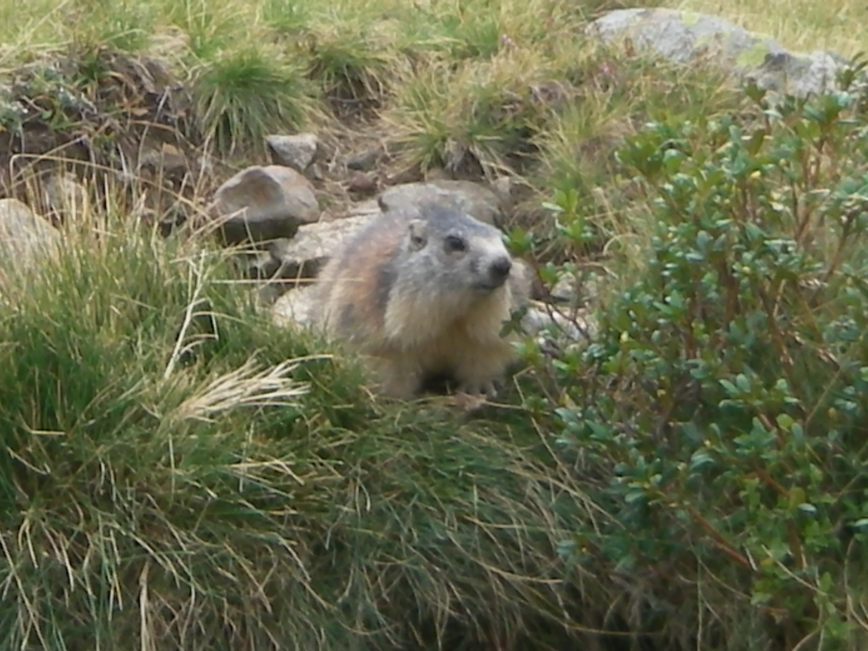Une marmotte