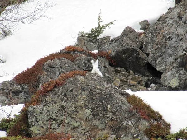 Lièvre arctique