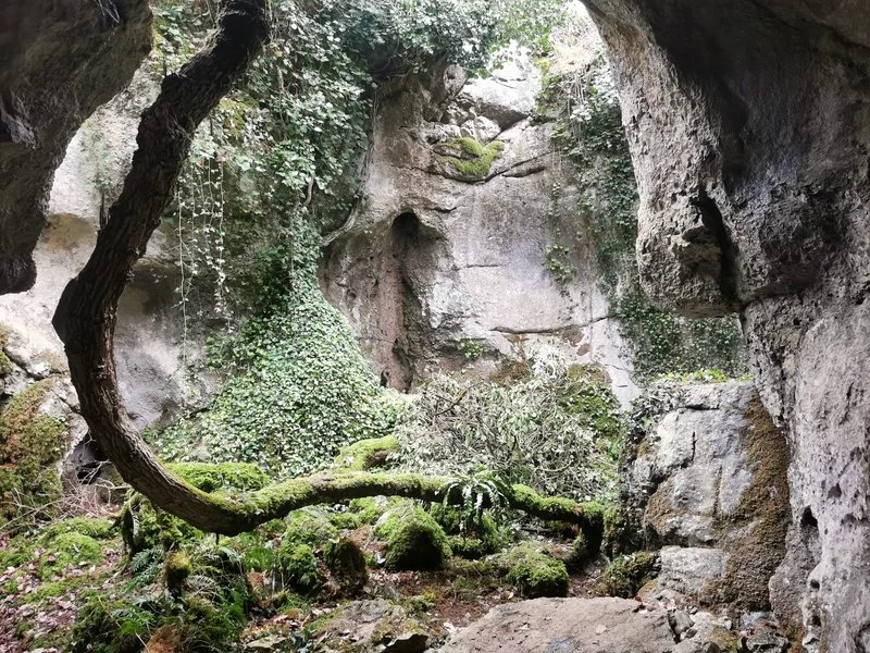 Un arbre avec un angle droit gît dans le patio de Roche-percée