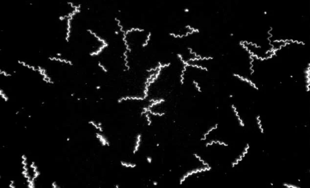 Borrelia burgdorferi - Formes spiralées