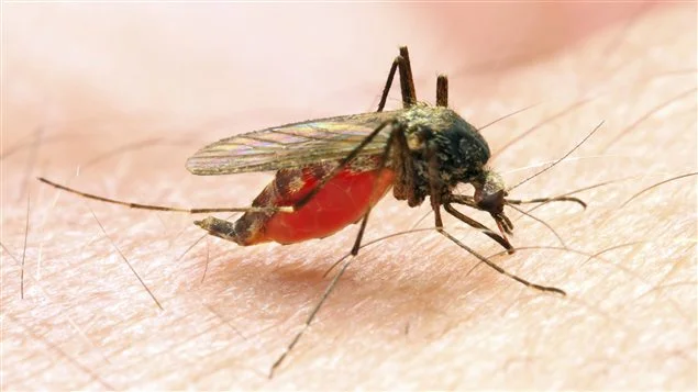Un moustique durant son repas sanguin