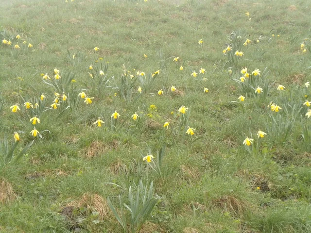 Jonquilles SVP