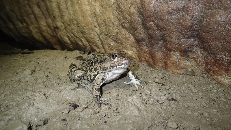 Autre animal de compagnie souterrain.