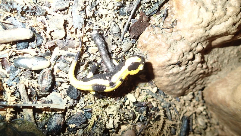 Petite salamandre