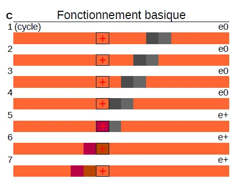 Tableau montrant un cycle de fonctionnement basique avec des marqueurs de progression.