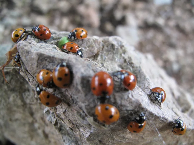 Hotel à coccinelles