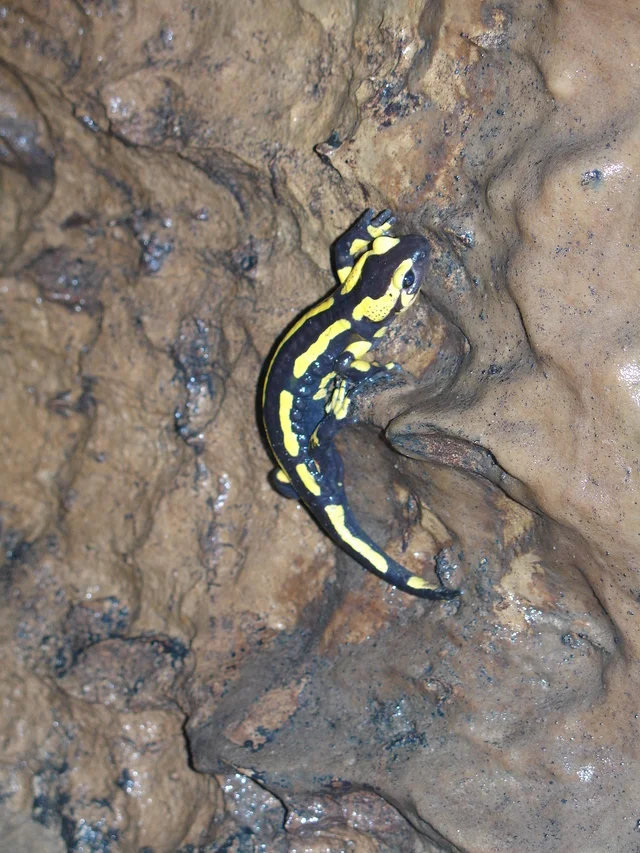 La salamandre