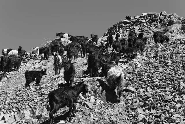 L'élevage est répandu dans l'Atlas