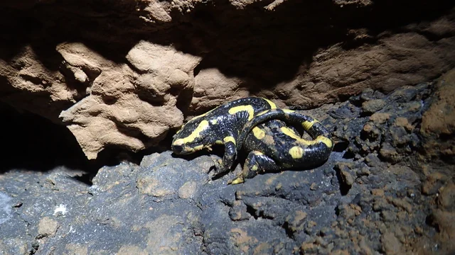 Une salamandre