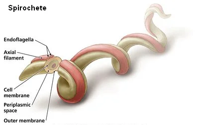 Illustration d'un spirochète montrant sa structure avec des annotations des membranes et des flagelles.