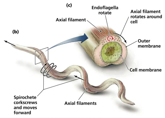 Schéma d'une spirochète montrant sa structure et son mode de mouvement.