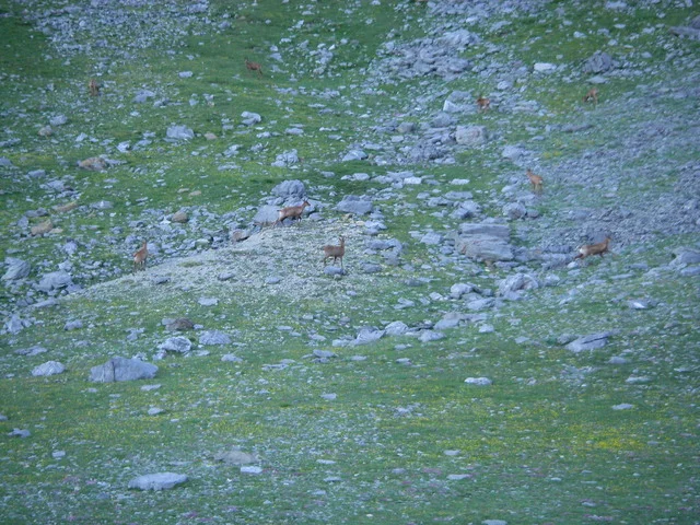 Beaucoup d'Izard coté espagnol