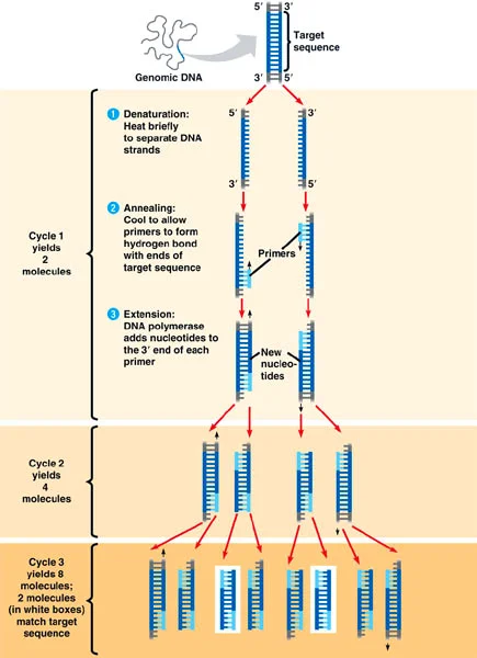 Diagramme montrant les étapes du processus de PCR avec des cycles et des molécules.