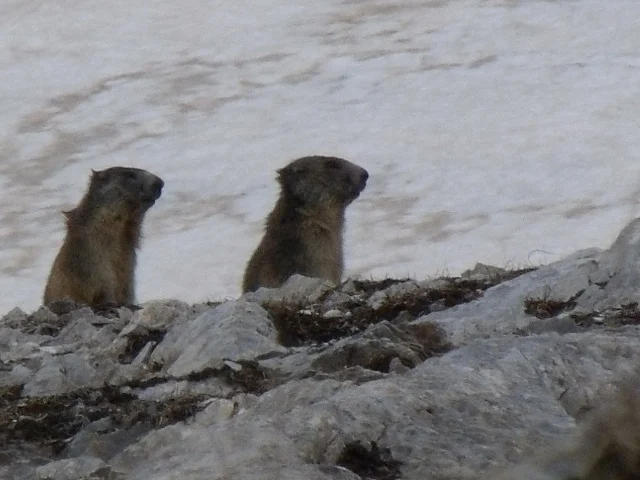 Les marmottes sont pas peureuses