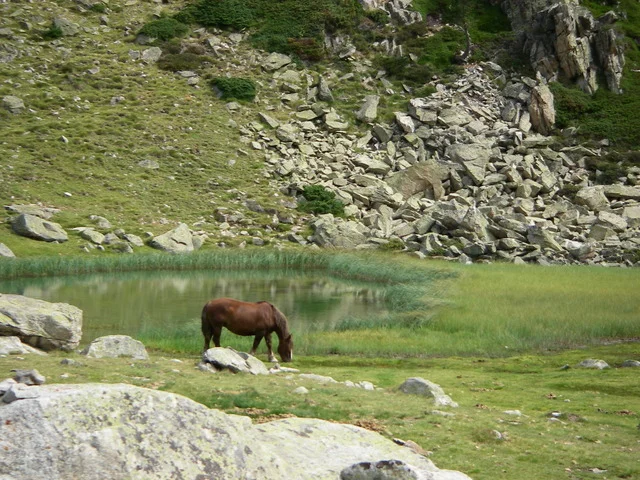Les chevaux en liberté