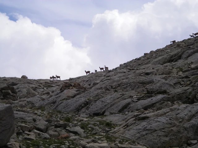 Des izards encore...