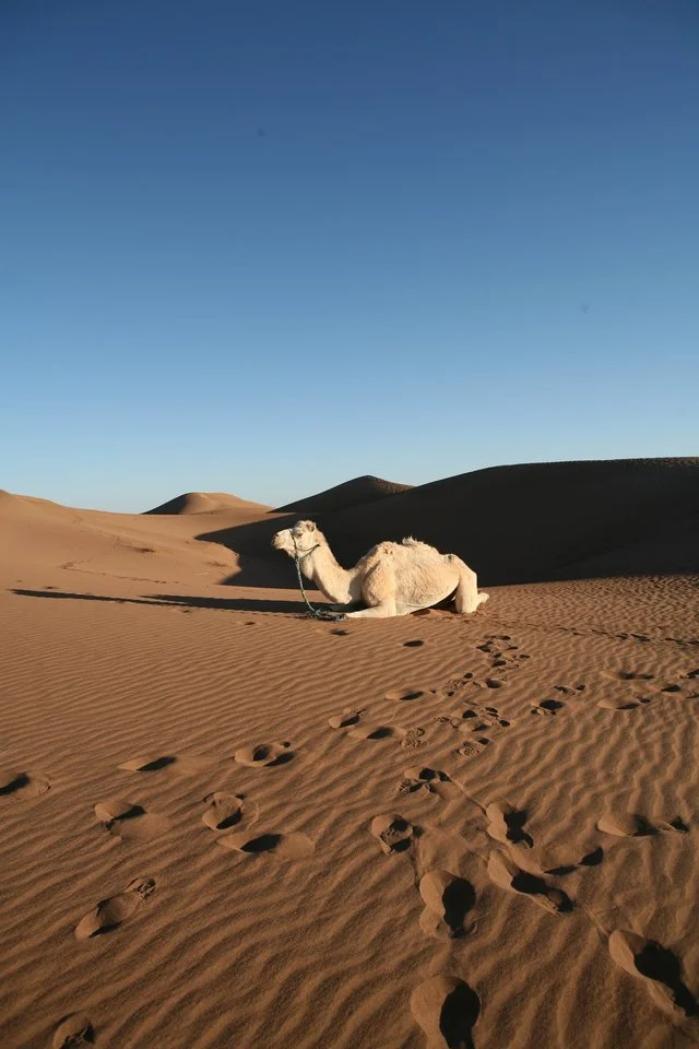 Le malien (un raleur)